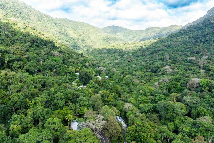The Rainforest Nook