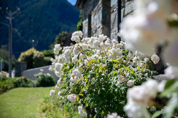 Historic Stone House & Alley Cottage