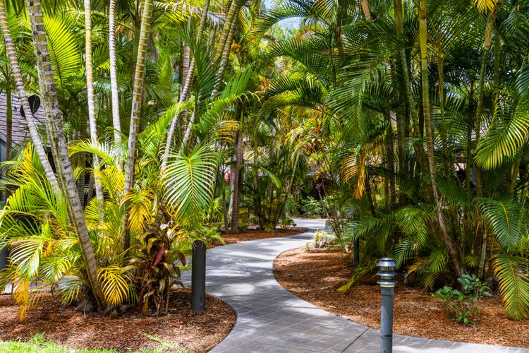 Tropical Bure 19