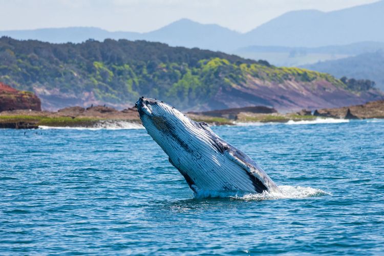 1/39 Ocean Drive, Merimbula