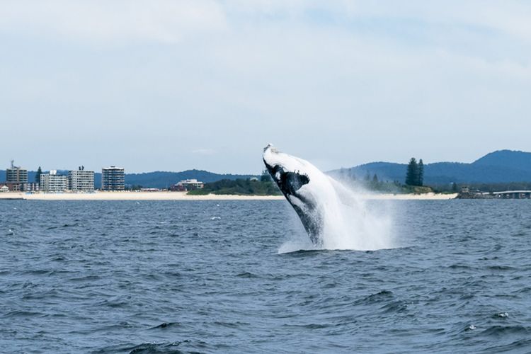 Beachpoint 403 – On The Beach!