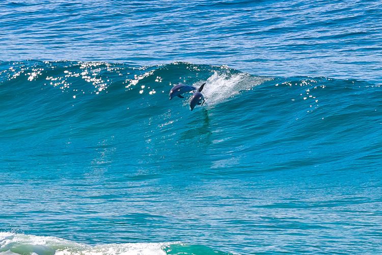 SeaCrest on Blueys Beach
