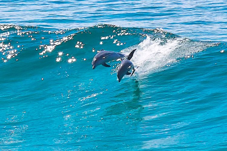Dolphins In Waves