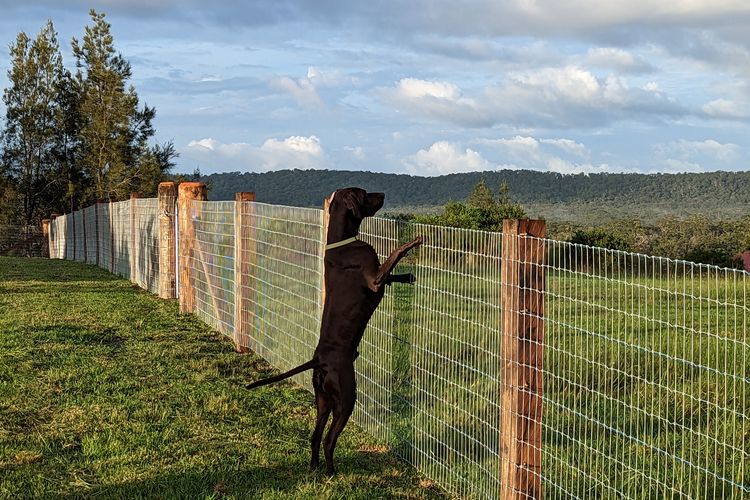 Dog Friendly Fence