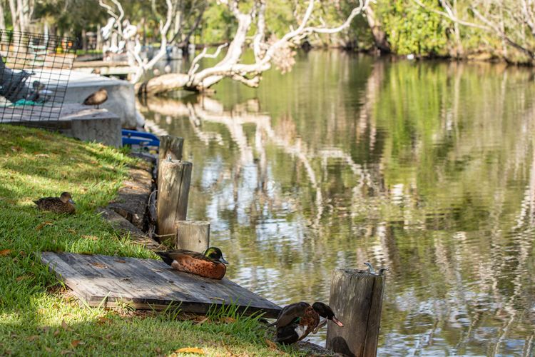 Peaceful Riverbank View