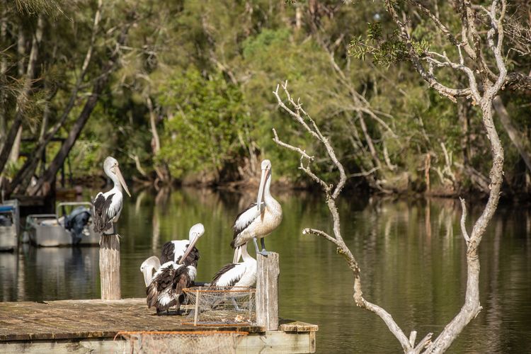 Riverside Birdlife Scene
