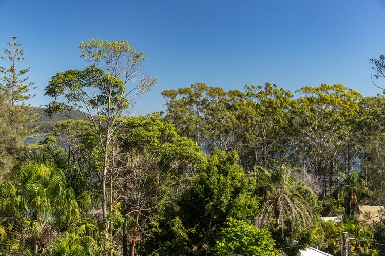 Tree Tops @ Smiths Lake