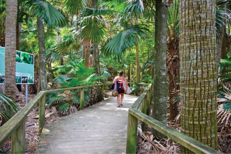 Rainforest Tranquility