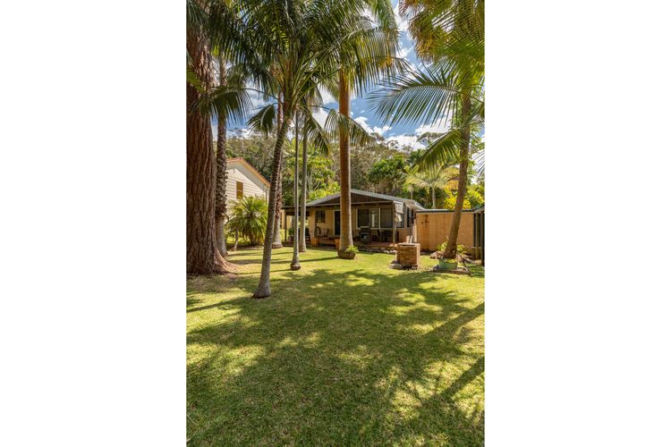 Backyard Trees