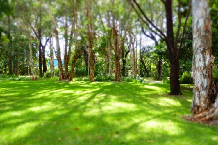 Lawn