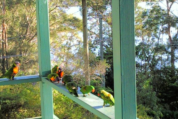 Balcony With Birds