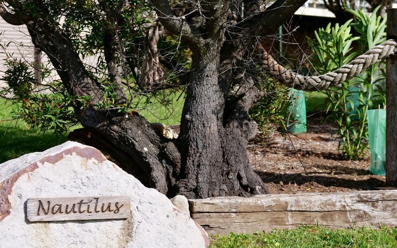 Nautilus at Hyams Beach