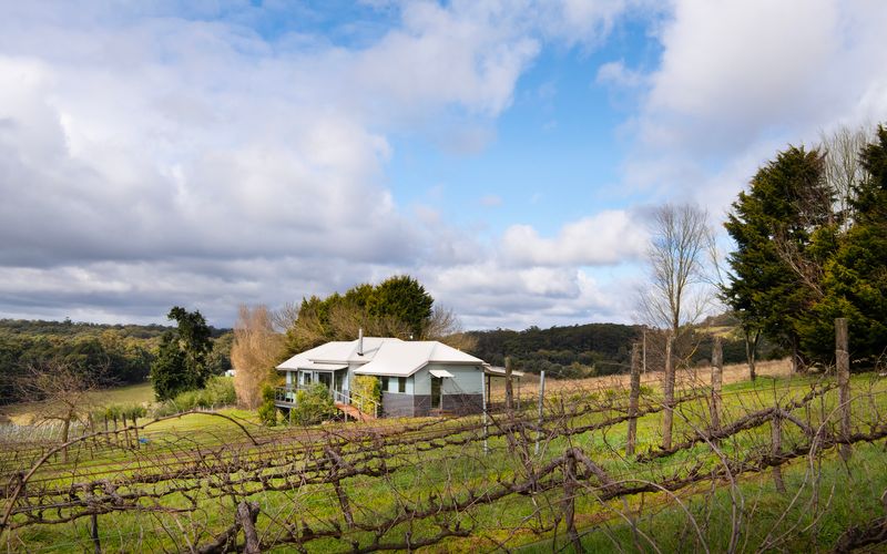Vines and Views