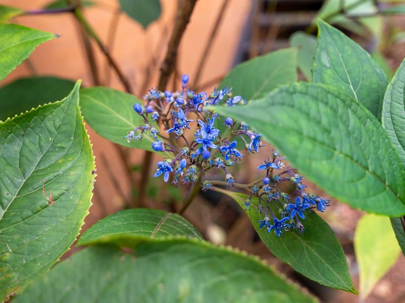 Mountain Home Leura Perfect Weekend Escape