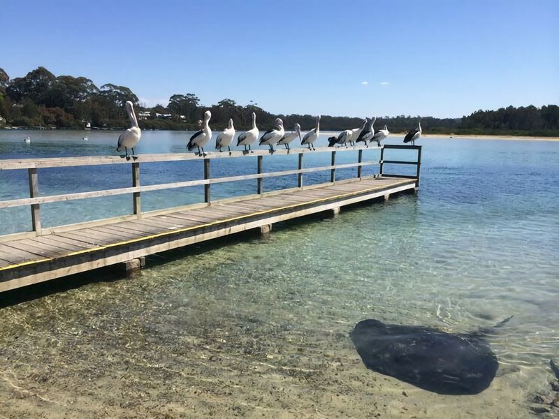 Blissful Beachfront Apartment Broulee