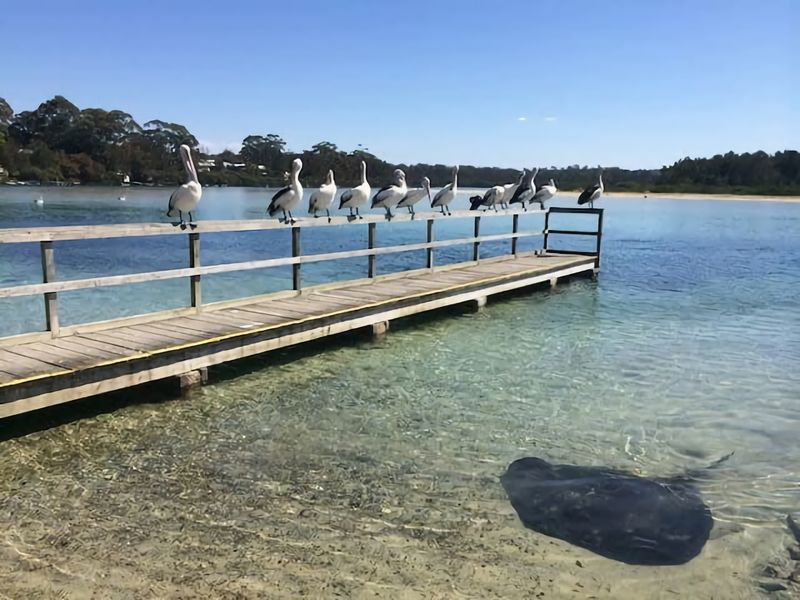 Broulee Pet Friendly Coastal Delight
