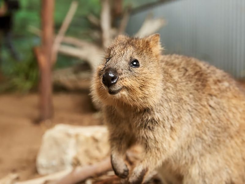 Driftwood Cottage Your Coastal Haven