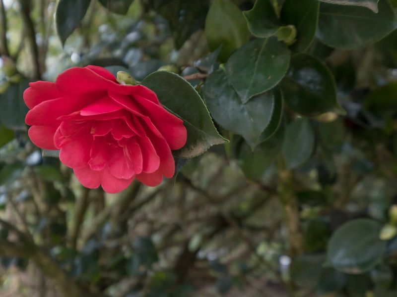 Malvern Cottage Retreat Pet Friendly