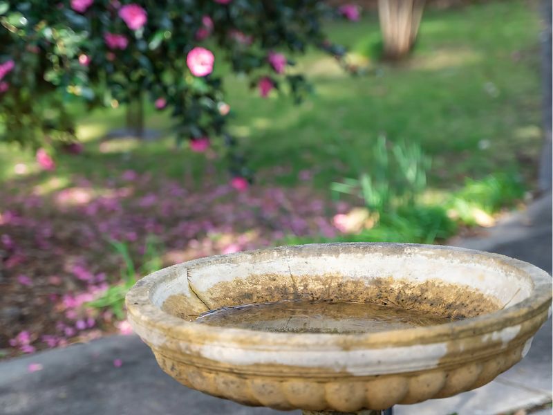 Deodar Cottage Amid Century Old Trees
