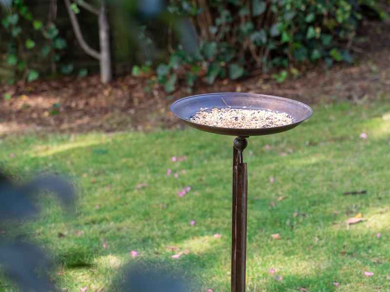 Deodar Cottage Amid Century Old Trees