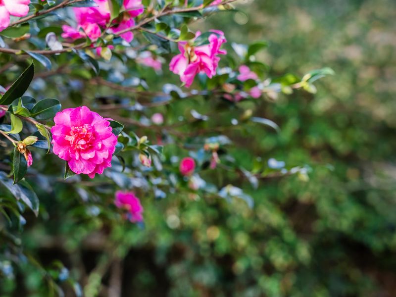 Deodar Cottage Amid Century Old Trees