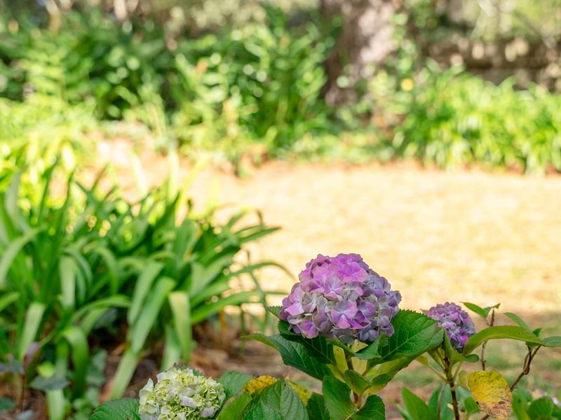 Deodar Cottage Amid Century Old Trees