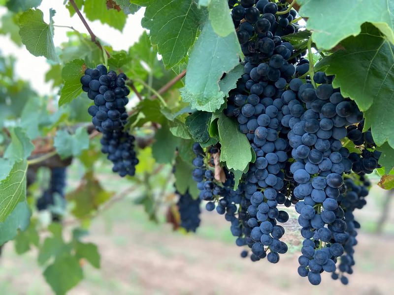 Wine Down 700m walk to Cessnock CBD