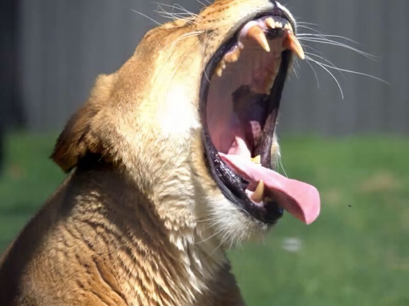 Vineyard Oasis Heart of the Hunter