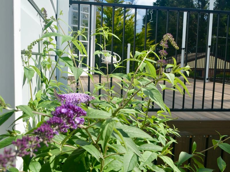 Charming Mountain Escape Katoomba