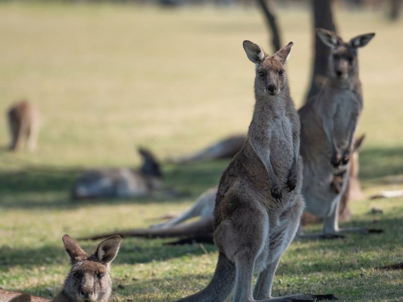 Maloneys Beach Views 3 Bed Home