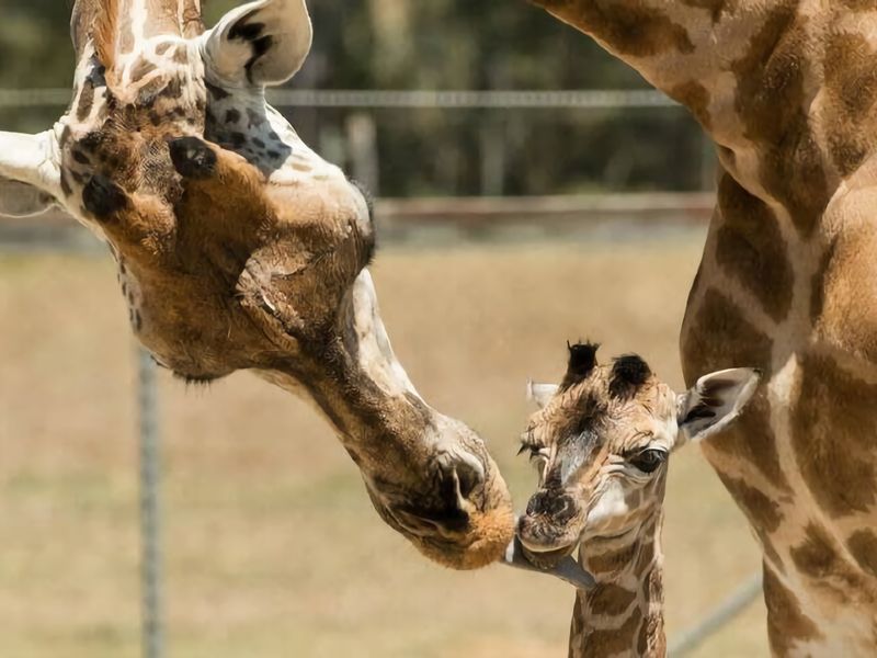 Family Retreat Surf Beach NSW