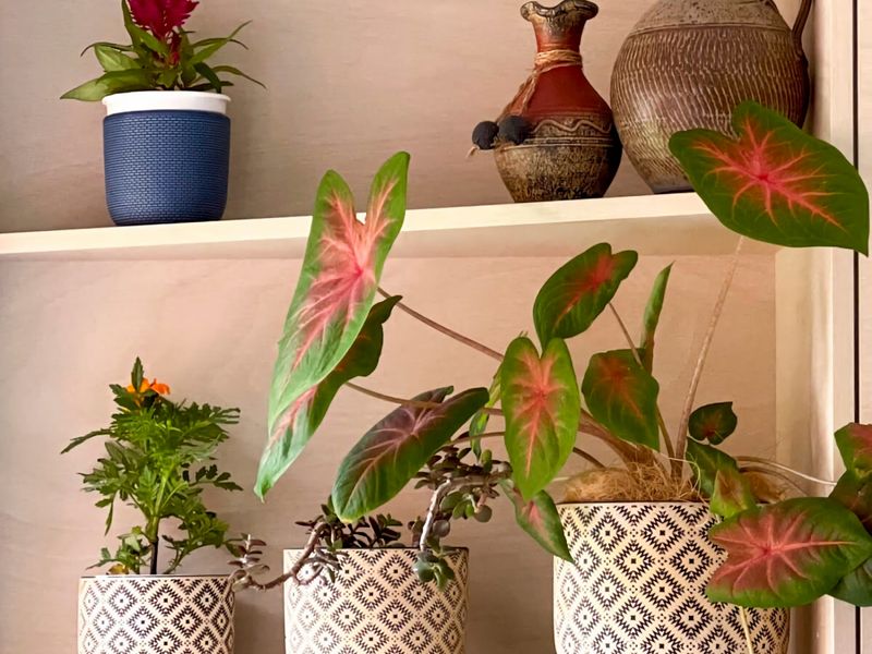 Oak Retreat Bliss by the Beach