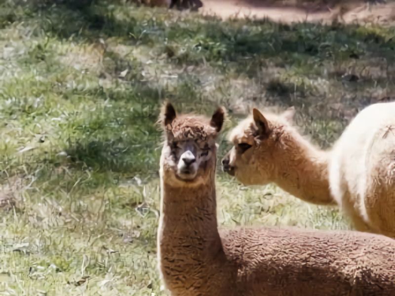 Romantic Tricklebeck Spa Cottage