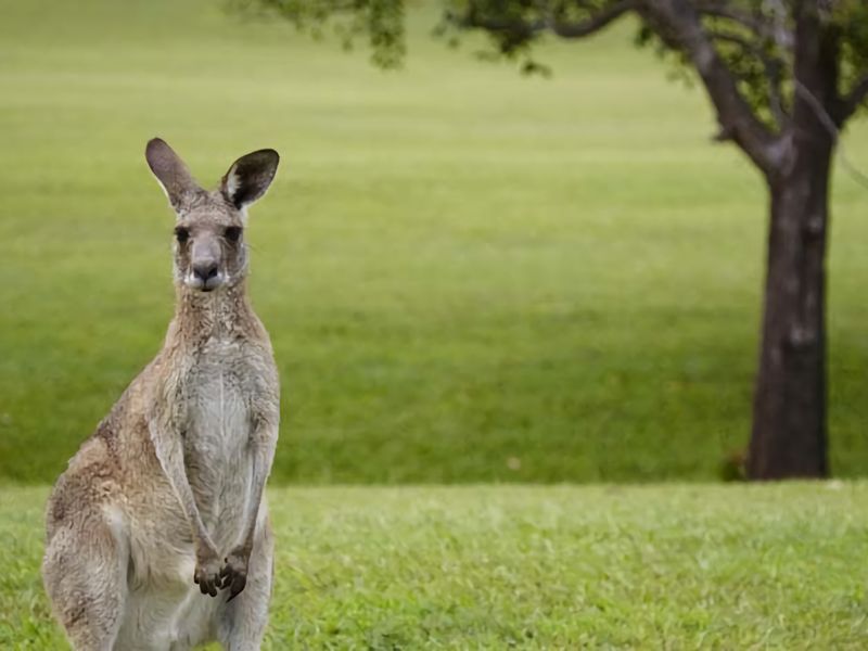 Hitters Paradise Stay Play