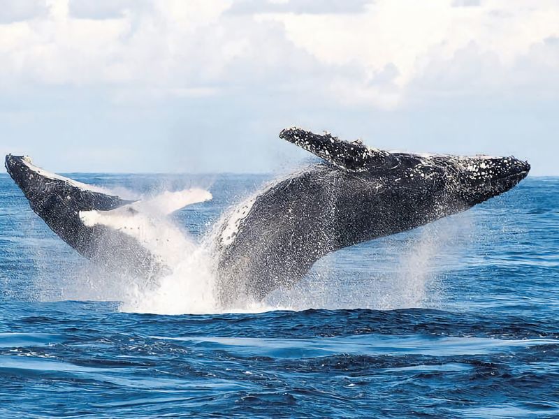 Hitters Paradise Stay Play