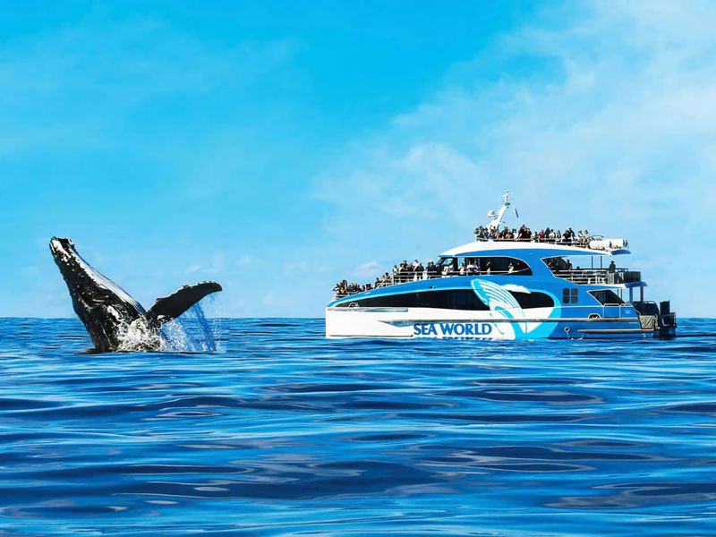 Seaworld Whale Watching Cruise