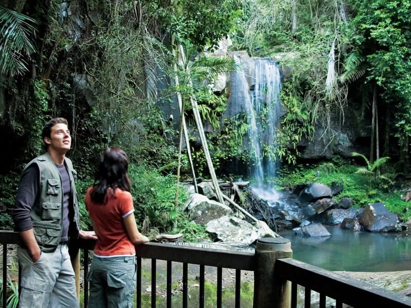 Your vacation wouldn't be complete without visiting the picturesque Curtis Falls, Tamborine National Park