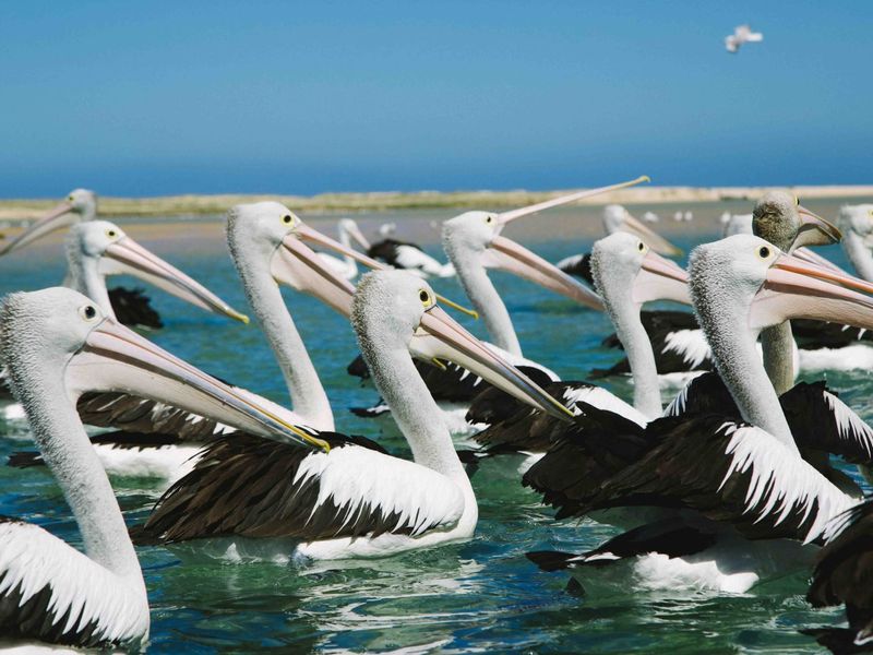 Pelican Feeding at The Entrance - 5 kilometers