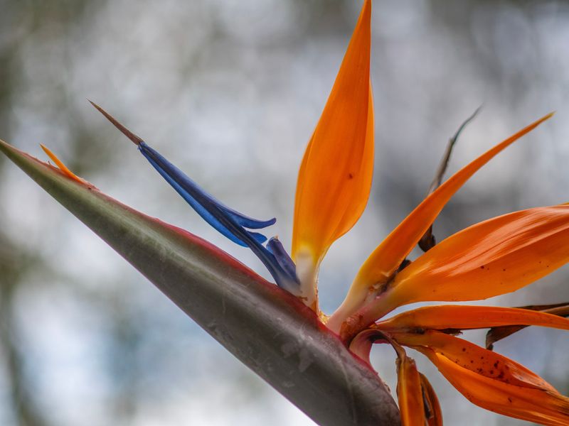 Art, Heart & Gardens – St Kilda Charmer