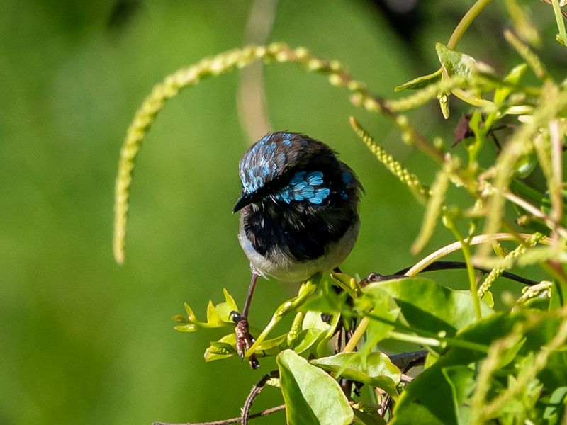 Local Birdlife
