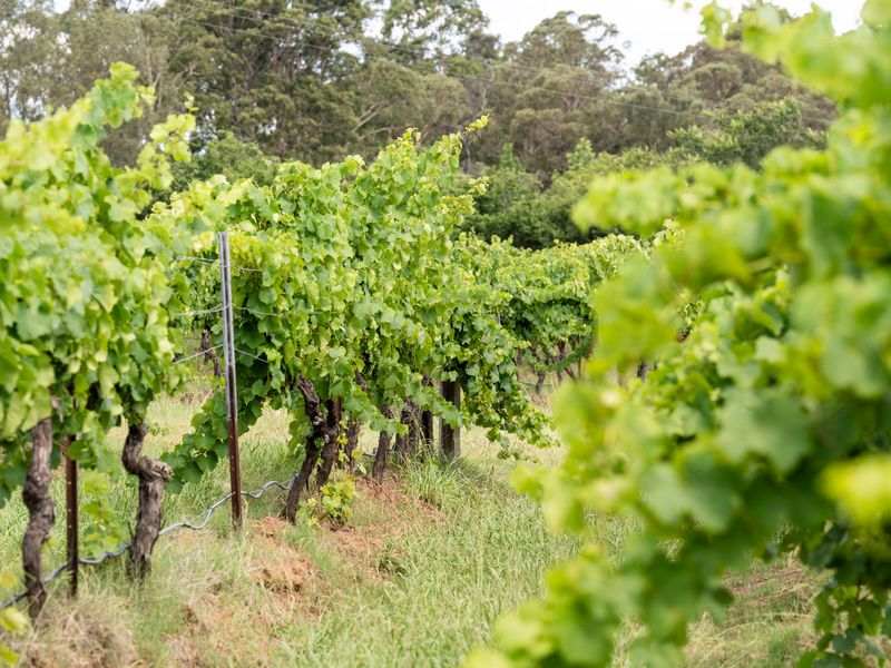 Rows of vines and open skies - a vineyard paradise awaits