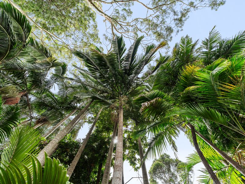 Palm Paradise Near the Beach