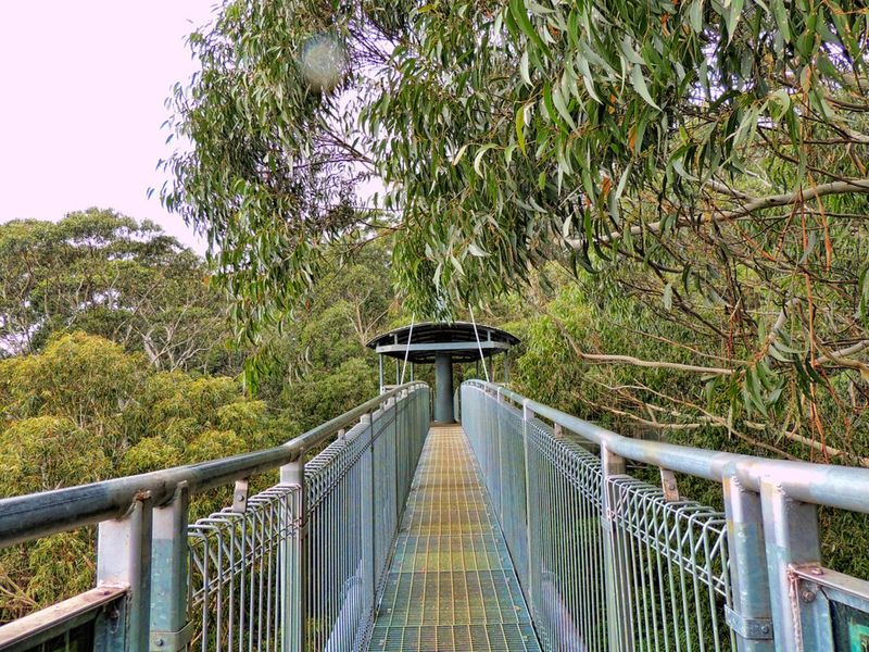 Illawarra Fly Treetop Adventures
