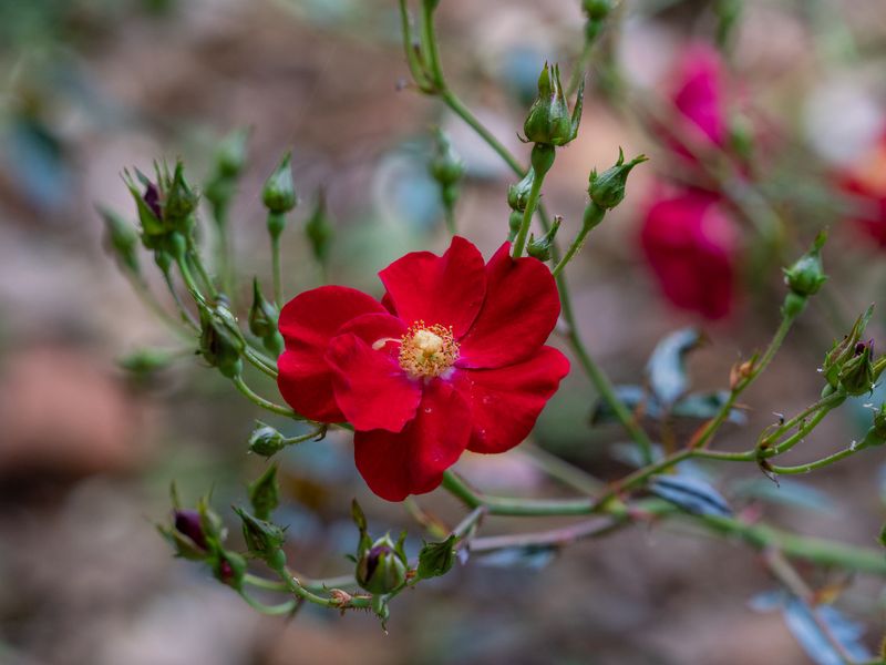 Rosa-Tranquil Retreat Near Malua Bay Beach