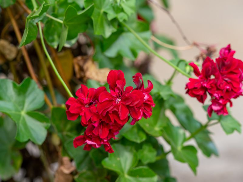 Rosa-Tranquil Retreat Near Malua Bay Beach