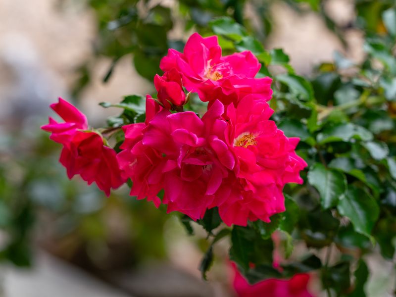 Rosa-Tranquil Retreat Near Malua Bay Beach