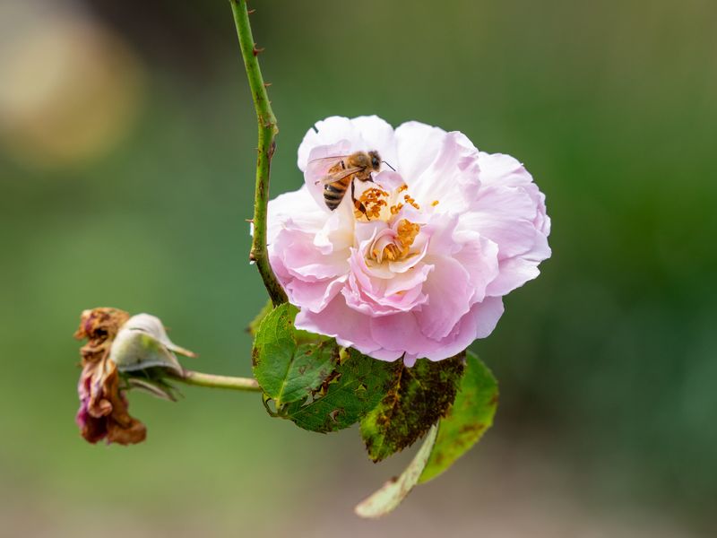 Rosa-Tranquil Retreat Near Malua Bay Beach
