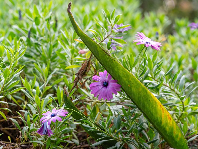 Rosa-Tranquil Retreat Near Malua Bay Beach