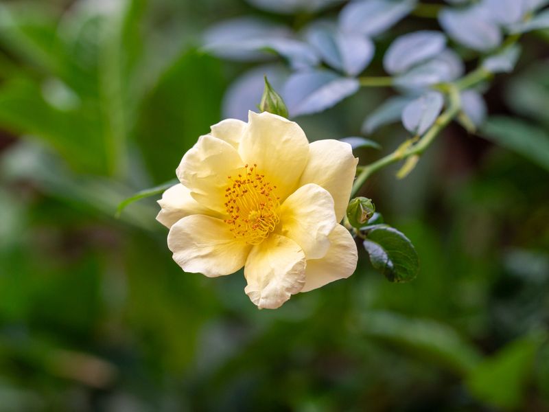 Rosa-Tranquil Retreat Near Malua Bay Beach
