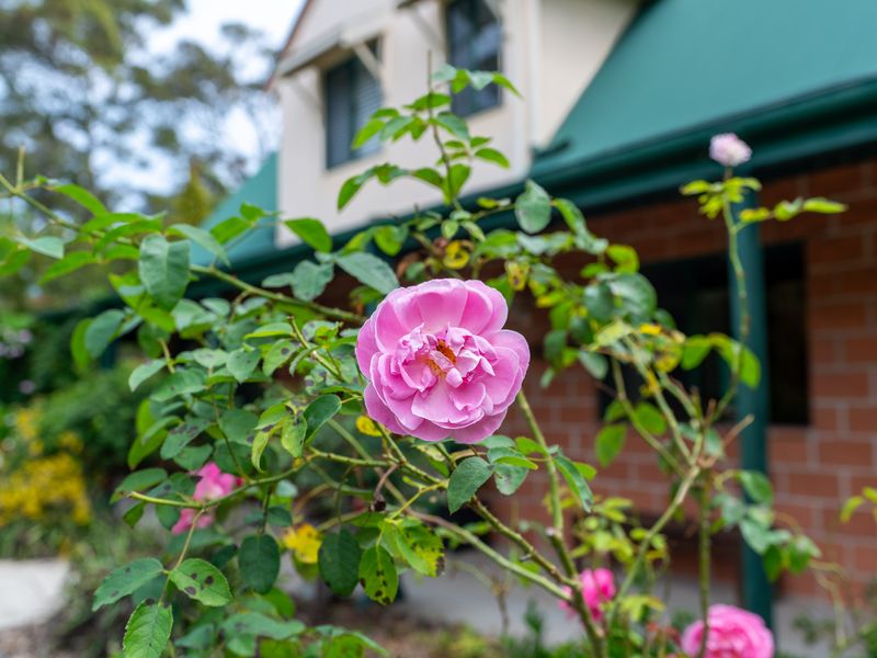 Rosa-Tranquil Retreat Near Malua Bay Beach